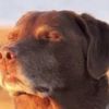 StreamaaClipz