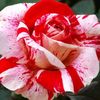 nour.aley
