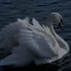 dramaquee3nn