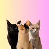 mamackats