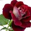 bahez.sangawy