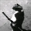 miguelzinhoreidel5