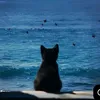 aylu_366