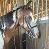 squawrunstables