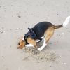 iabsolutelyadorebeagles