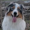 wrecks.traildog