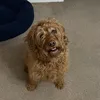 freyfreyfroo