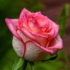 om.muhammad1647