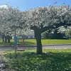 riccimens5