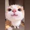 dysbg2suhoqe