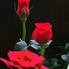 hi.thanh962
