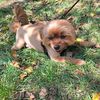 names_maurice
