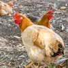 pollo.collo4