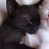 shoxi_rus