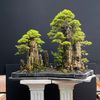 estetika.bonsai.falila
