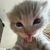 muffincakevanilla