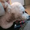 lilwyldoglala