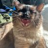 warriorcatsisthebest1