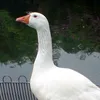 goose332goose