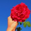 remas_almasaeed