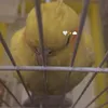 sleepybird_kiki