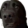 rocky_tfred