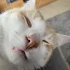 soyasose5