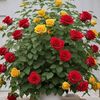 santi.chaudhary11