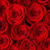 _._redrose_._