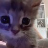 cats_lov4r