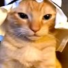 acatthatisarab