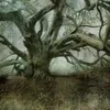 gnarly.yew