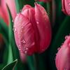 tulipoes