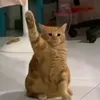 cmllmngrvnbc
