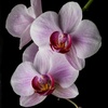 orchidia313