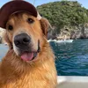 Legolas Golden Retriever