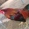 gadabh6