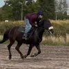 horse_edits_29
