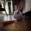 rabbit_hasmik