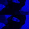 rraline_