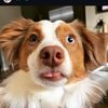 appaaussie