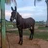 reinaldo.lima0496