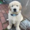 Marlin The Golden