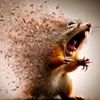 squirrels_freak