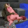 soy_panchi