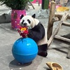 panda.yeongam