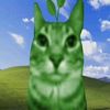 _gato_plant4