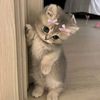 caa_awww