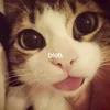 p1geon_1n_d1sgu1se