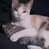 querixs0